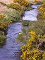 Gorse Flowering on the Young Dart